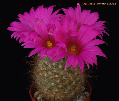 Krainzia guelzowiana splendens SIb