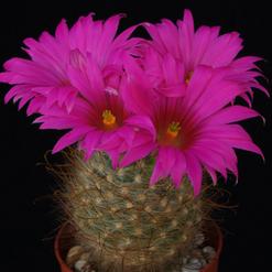 Krainzia guelzowiana v. splendens