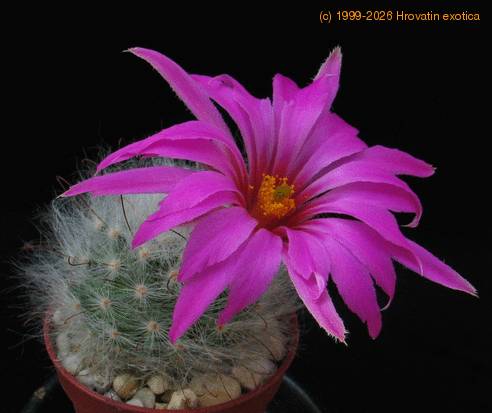 Krainzia quelzowiana 2