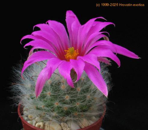 Krainzia quelzowiana 4