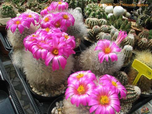 Krainzia quelzowiana 6