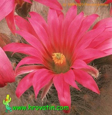 Krainzia quelzowiana flower 558