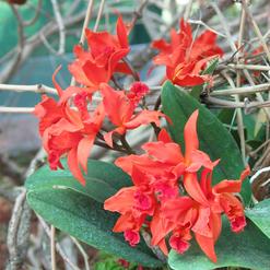 Laeliocattleya hybrid