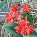 Laeliocattleya orange 2