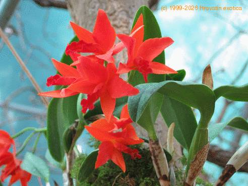 Laeliocattleya orange