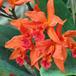 Laeliocattleya orange flower