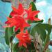Laeliocattleya orange