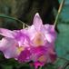 Laeliocattleya peggy flower