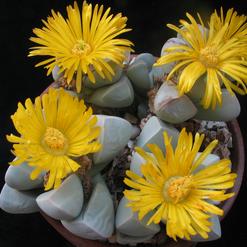 Lapidaria margaretae