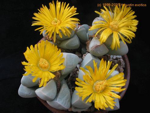 Lapidaria margaretae