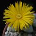 Lapidaria margaretae fl