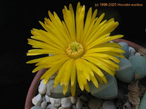 Lapidaria margaretae fl