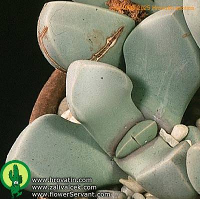 Lapidaria margaretae leaf 1570