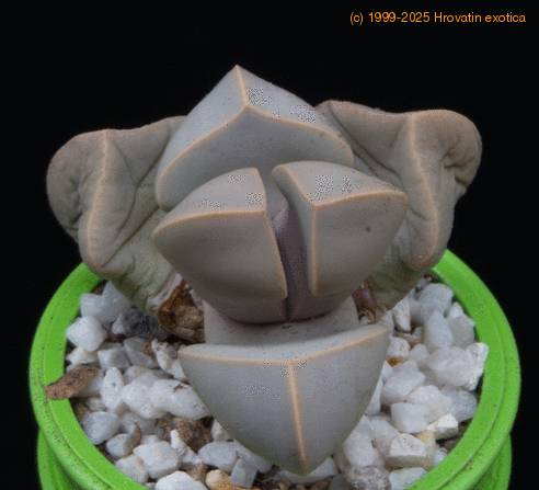Lapidaria margaretae MOP