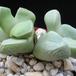 Lapidaria margaretae1
