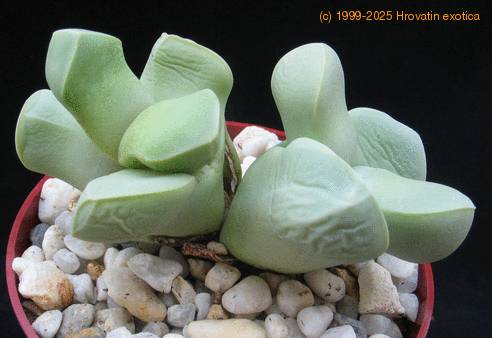 Lapidaria margaretae1