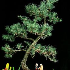 Larix decidua