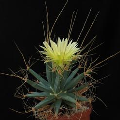 Leuchtenbergia principis