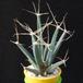 Leuchtenbergia principis MOP
