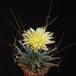 Leuchtenbergia prinzipis 2