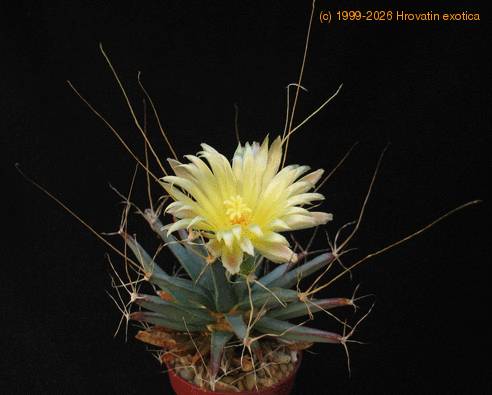Leuchtenbergia prinzipis 2