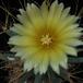 Leuchtenbergia prinzipis 3