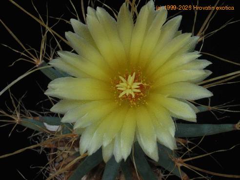 Leuchtenbergia prinzipis 3