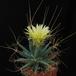 Leuchtenbergia prinzipis
