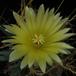 Leuchtenbergia prinzipis flo1