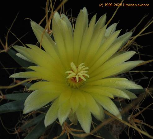 Leuchtenbergia prinzipis flo1