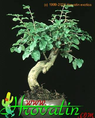 Ligustrum 2626