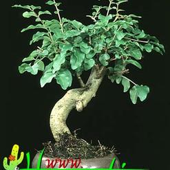 Ligustrum obtusifolium