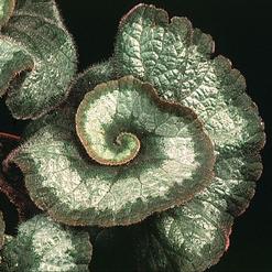 Listnate rastline