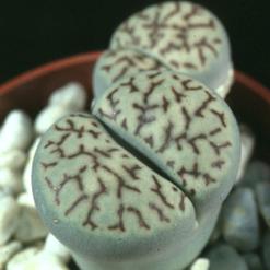 Lithops bromfieldii v.mennellii