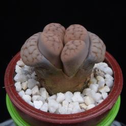 Lithops dinteri