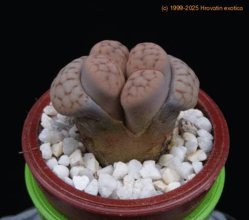 Lithops dinteri MOP