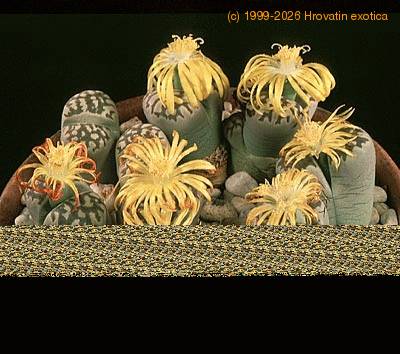 Lithops dorotheae 1571