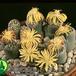 Lithops dorotheae 1571