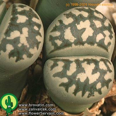 Lithops dorotheae closeup 1585