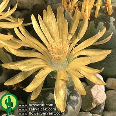 Lithops dorotheae flower 1572