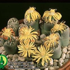 Lithops dorotheae