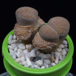 Lithops elisabethae