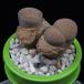 Lithops elisabethiae MOP
