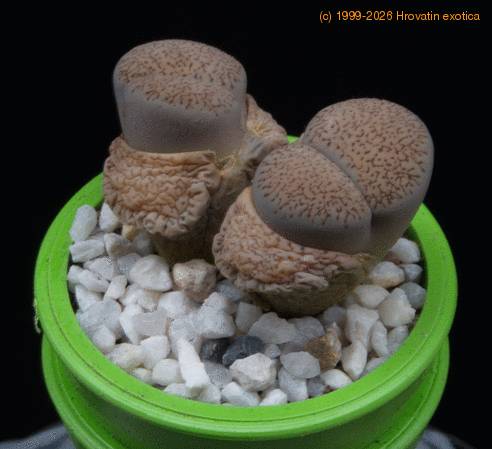 Lithops elisabethiae MOP