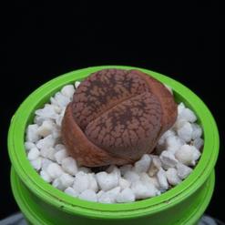 Lithops euniceae