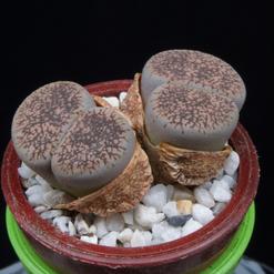 Lithops fluminalis