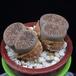 Lithops fluminalis MOP