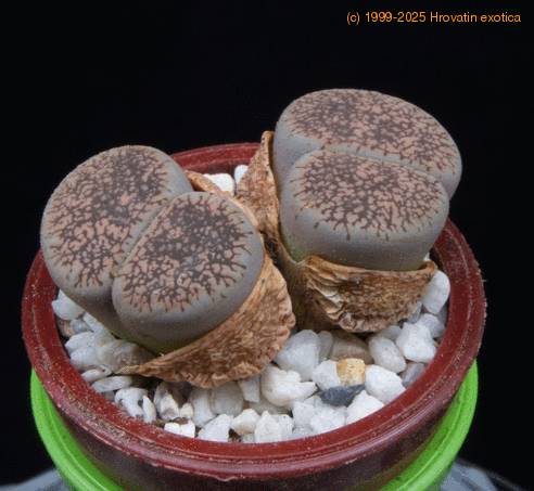 Lithops fluminalis MOP