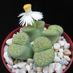 Lithops fulviceps v Aurea