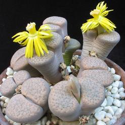 Lithops fulviceps v Lydiae